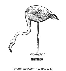 Flamingo. Hand drawing of bird from wild. Black figure on white background. Vector illustration. Vintage engraving style. Realistic isolated figure of bird with large beak, long neck and legs. Nature