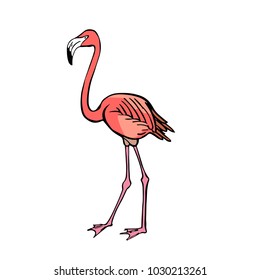 Flamingo. Hand drawing sketch on white background.