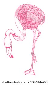 Flamingo, hand drawing , vector illustration isolated on white background, pink outline