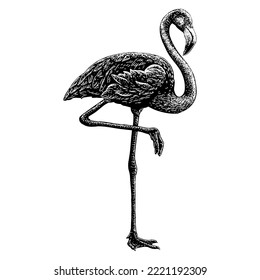 Flamingo hand drawing  Vector illustration isolated white background 