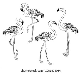 Flamingo. Hand drawn sketch vector illustration. Isolated black figures.