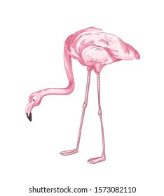 Flamingo hand drawn vector illustration. Pink tropical bird color drawing. African fauna representative, realistic red plumage. Exotic wild animal, cute birdie isolated on white background.