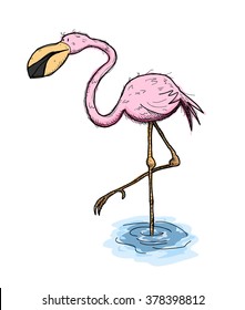 Flamingo, a hand drawn vector illustration of a cute flamingo bird standing on one foot on the water.