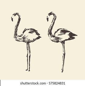 Flamingo, hand drawn vector illustration