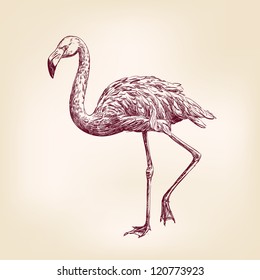 flamingo hand drawn vector llustration realistic sketch