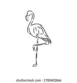 ilustración realista de dibujo vectorial dibujada a mano de flamingo