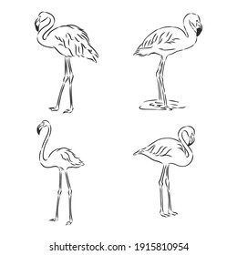 flamingo hand drawn vector llustration realistic sketch. flamingo, vector sketch illustration