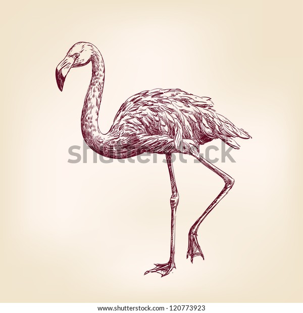 Flamingo Hand Drawn Vector Llustration Realistic Stock Vector (Royalty ...