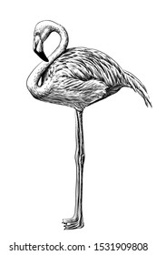 Flamingo. Hand-drawn, artistic, black and white sketch of a flamingo bird on a white background.