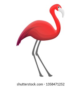 Flamingo icon. Cartoon of flamingo vector icon for web design isolated on white background