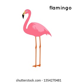 Flamingo illustration.