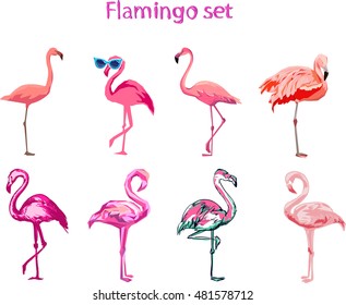 Flamingo Illustration, Flamingo Set Vector