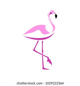 Flamingo illustration. Vector