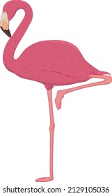 Flamingo Illustration, Vector Flamingo Clipart, Pink Flamingo