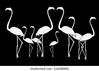 flamingo illustration vector image