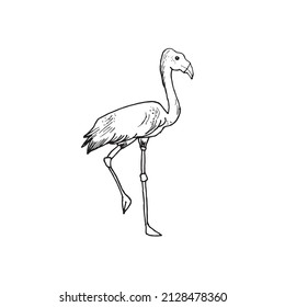 Flamingo image in black and white