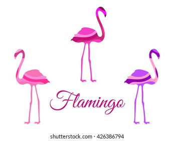 Flamingo. Flamingo isolated. Set of vector illustrations.