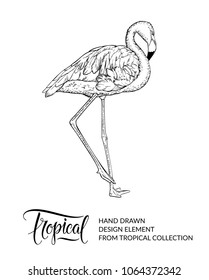 Flamingo isolated. Tropical bird. Exotic design element. Summer graphic. Wildlife animal and lettering. Vector illustration. EPS 10