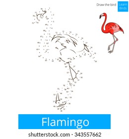 Flamingo learn birds educational game learn to draw vector illustration
