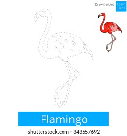 Flamingo learn birds educational game learn to draw vector illustration