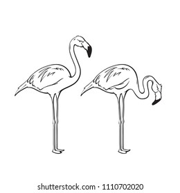 Flamingo in line art, black and white version, vector illustration isolated on white background