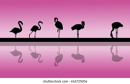 Flamingo lined at sunset scenery silhouettes