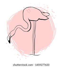 Flamingo looking for fish, graphic drawing, vector illustration