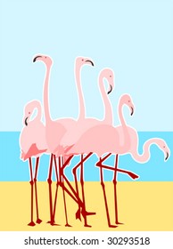 flamingo on the beach