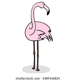 Flamingo on a white background with a shadow