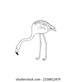 Flamingo de fondo blanco. Ave salvaje vectorial. Safari.