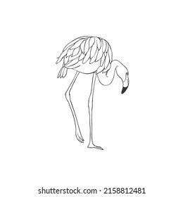 Flamingo on white background. Vector Wild Bird. Safari.