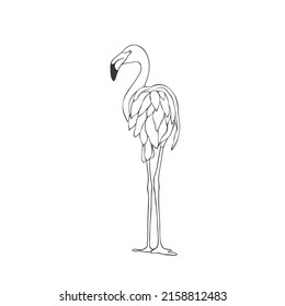 Flamingo on white background. Vector Wild Bird. Safari.