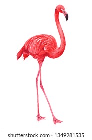 Flamingo, Phoenicopterus ruber hand drawn in watercolor isolated on a white background illustartion.Southern waterbird with pale pink plumage, long neck and long legs.