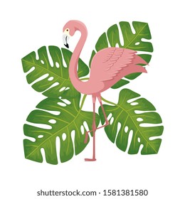 flamingo pink animal with leafs nature vector illustration design