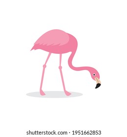 Flamingo Pink Bird Cute Isolated