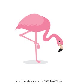 Ave rosa Flamingo Aislada