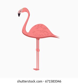 Flamingo. Pink Exotic Tropical Bird. Vector illustration.