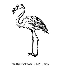 Flamingo con la cabeza levantada sobre fondo blanco.