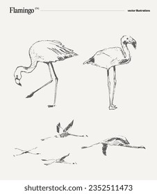 Flamingo realistic hand drawn vector illustration, sketch