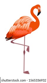 Flamingo. Realistic tropical bird standing straight up. Vector illustration isolated on white background.