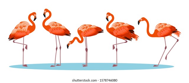 Flamingo. Realistic tropical set birds. Vector illustration isolated on white background.