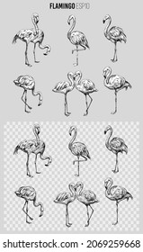 Flamingo Set black vector illustration. Sketch