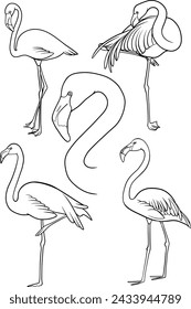 flamingo, set of flamingo vector outline illustration