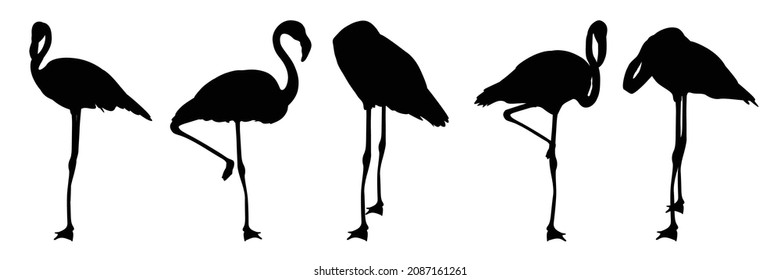 Conjunto de silueta de flamenco. Pájaro en cinco posturas diferentes. Ilustración vectorial.