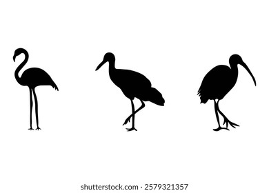 Flamingo silhouette with vector illustration