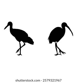 Flamingo silhouette with vector illustration