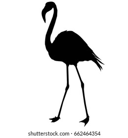 Flamingo silhouette, vector, illustration
