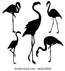 Flamingo silhouette, vector  illustration