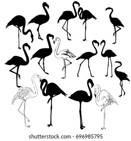 Flamingo silhouette , vector, illustration