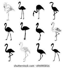 Flamingo silhouette , vector, illustration